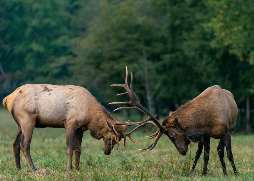 Rutting Stags