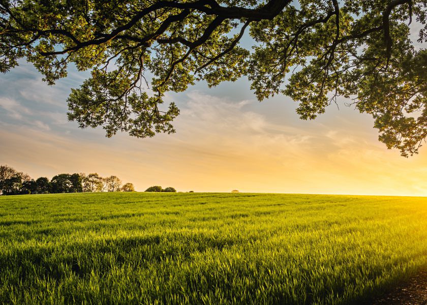 Sun set over field