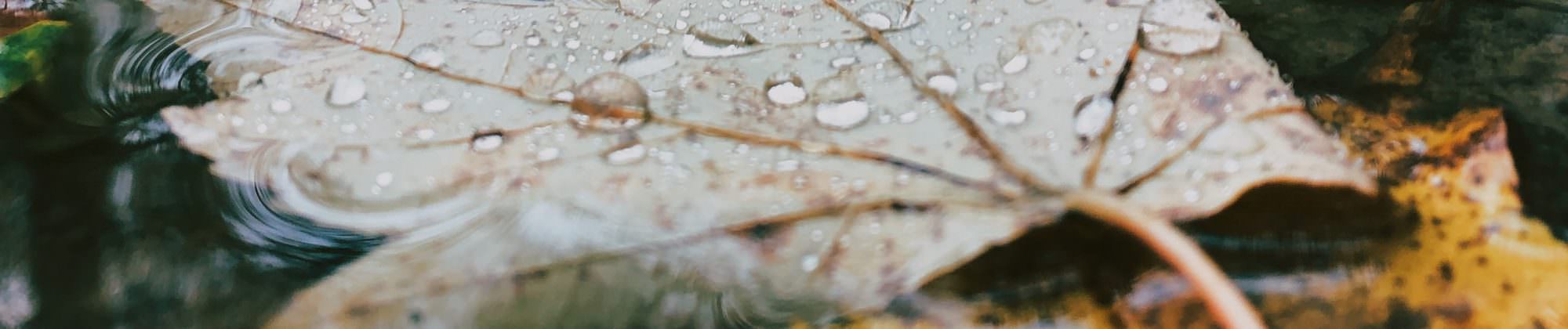 wet leaf