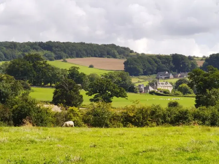 green-fields-729