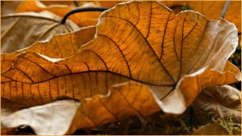 Preparing Commercial Properties for Autumn & Winter - leaf
